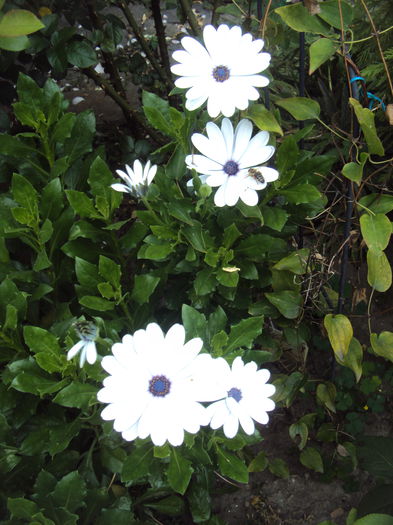 DSC04053
