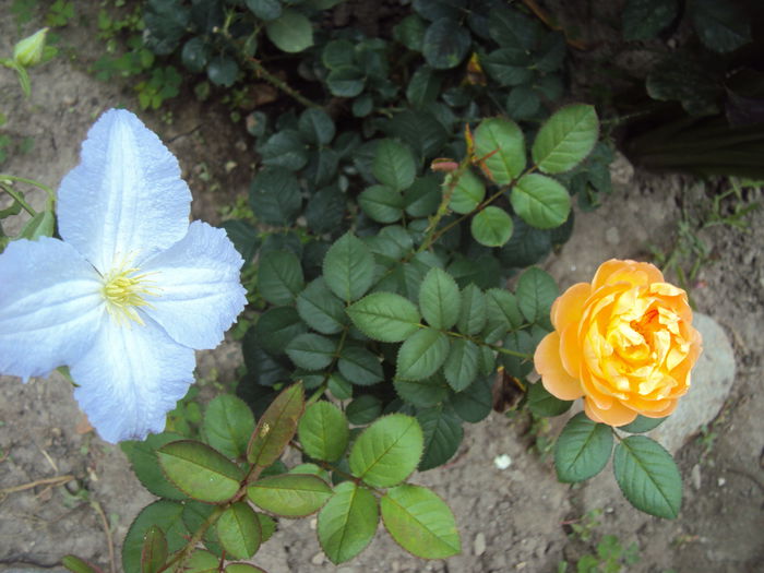 DSC04060 - 1 Clematite 2015