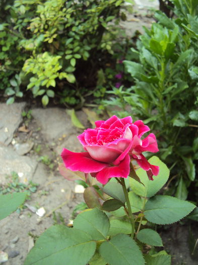 DSC04070