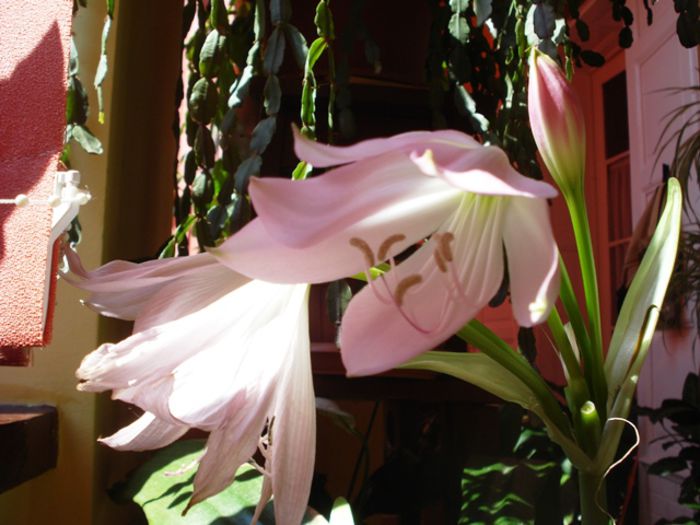 pete de culoare (4) - b 2015 - in interior