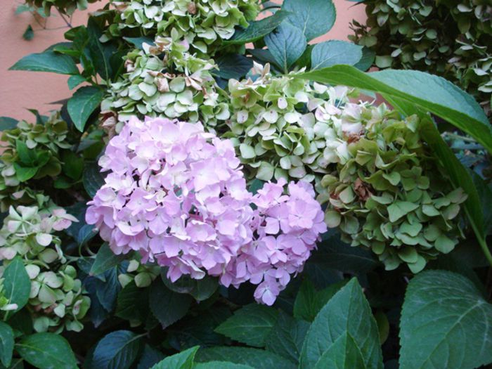 la mijloc de august (1)