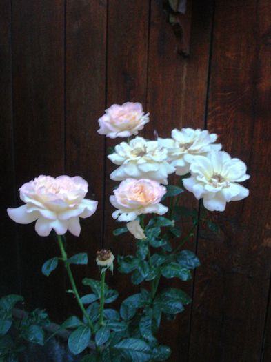 la mijloc de august (4)