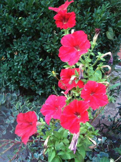 la mijloc de august (6)