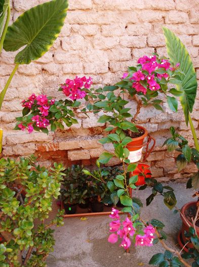 la mijloc de august (7)