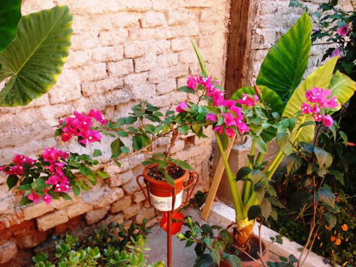 la mijloc de august (9)