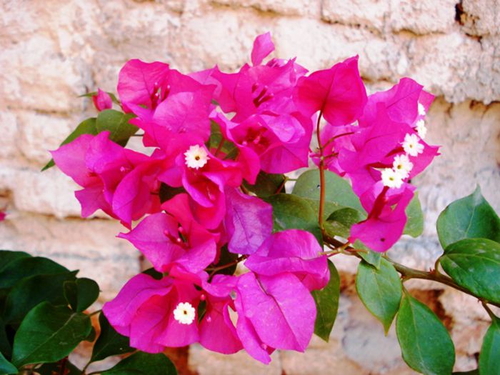 la mijloc de august (11)