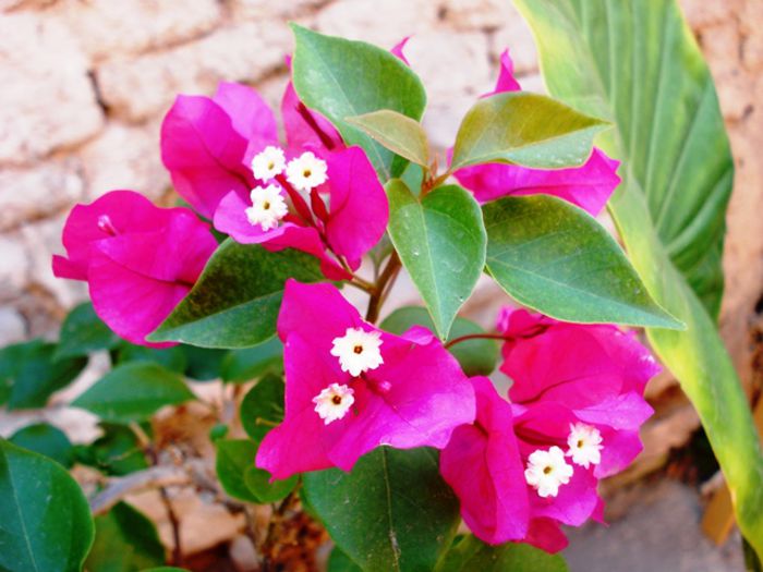 la mijloc de august (12)