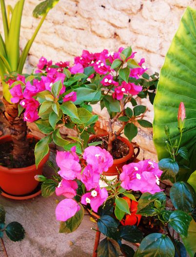 la mijloc de august (13)