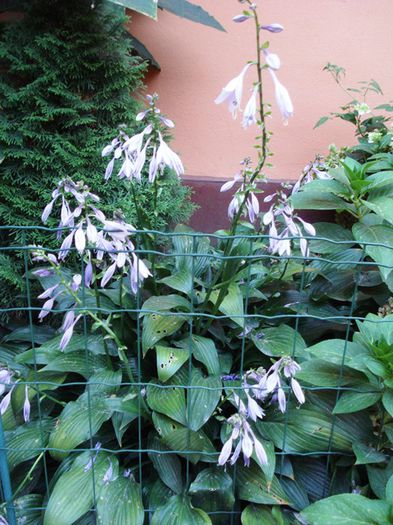 in floare (1) - hosta