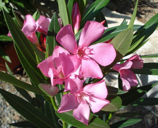 florile lunii august (2) - leandru 2015