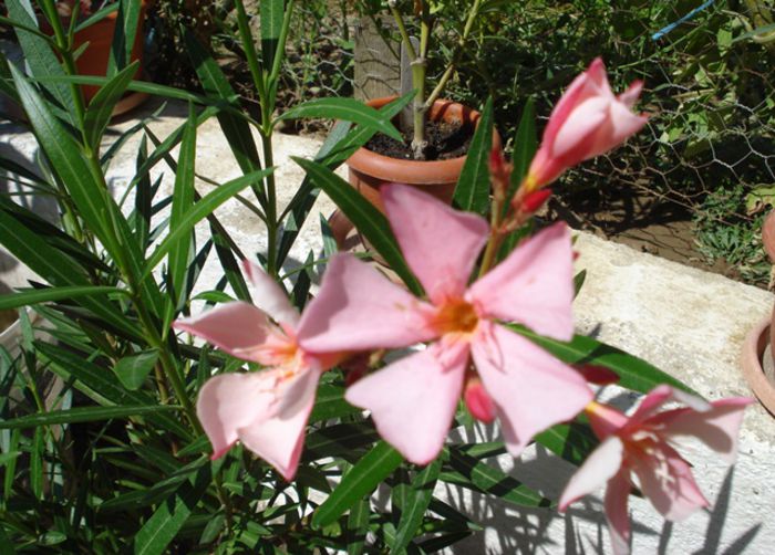 florile lunii august (3) - leandru 2015