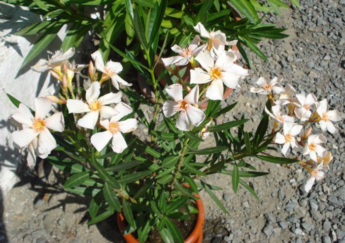 florile lunii august (7) - leandru 2015