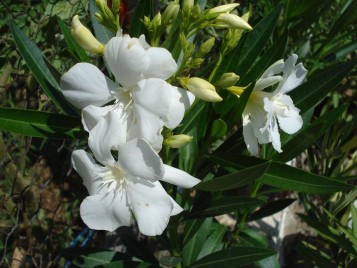 florile lunii august (8)