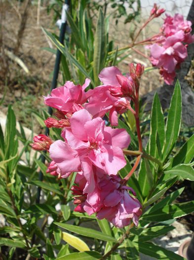 florile lunii august (9)