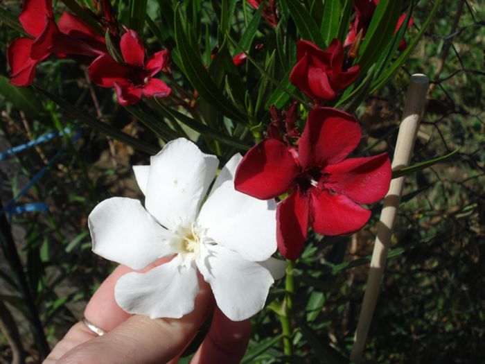 florile lunii august (11) - leandru 2015