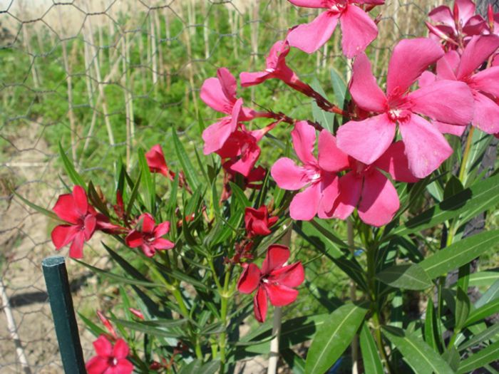 florile lunii august (12) - leandru 2015