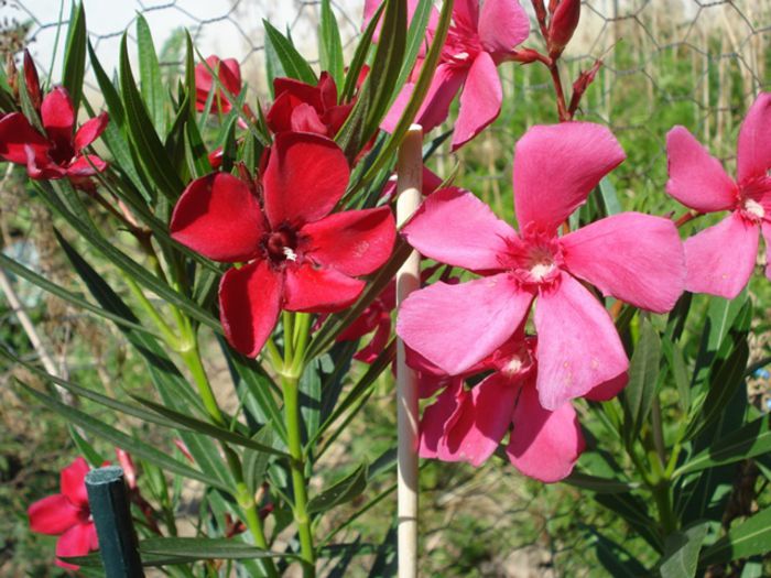 florile lunii august (13) - leandru 2015