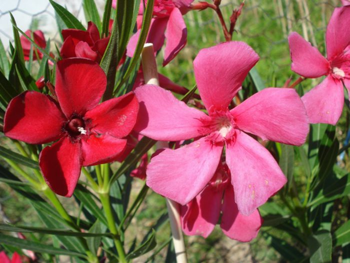 florile lunii august (14) - leandru 2015