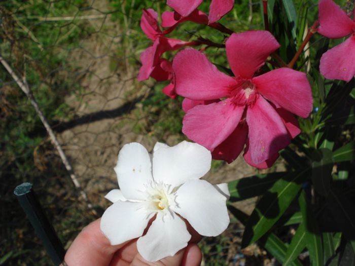 florile lunii august (15) - leandru 2015