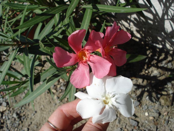 florile lunii august (17) - leandru 2015