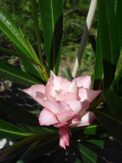 florile lunii august (19)