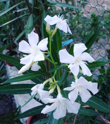 florile lunii august (21) - leandru 2015