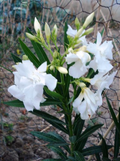 florile lunii august (22) - leandru 2015