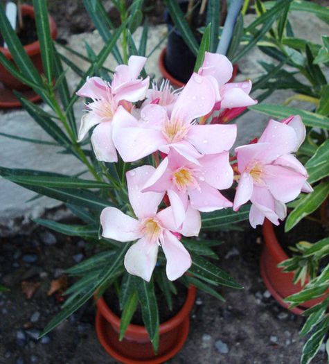 florile lunii august (23) - leandru 2015