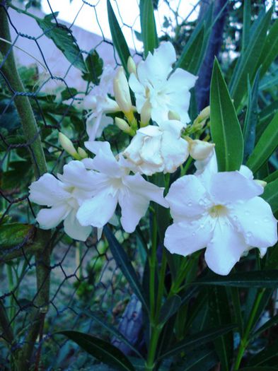 florile lunii august (24)