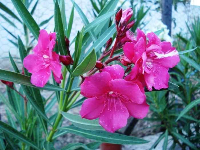 florile lunii august (26) - leandru 2015