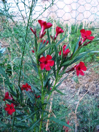 florile lunii august (29) - leandru 2015