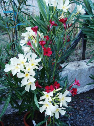 florile lunii august (30) - leandru 2015