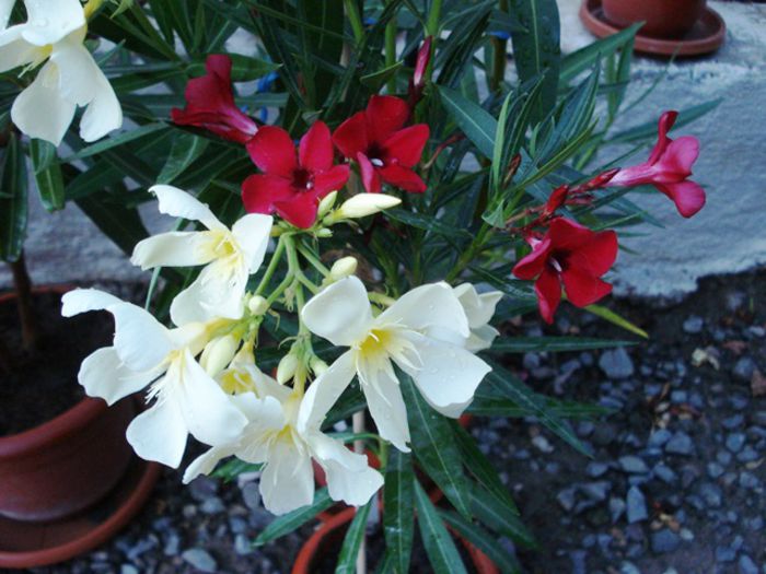 florile lunii august (31) - leandru 2015