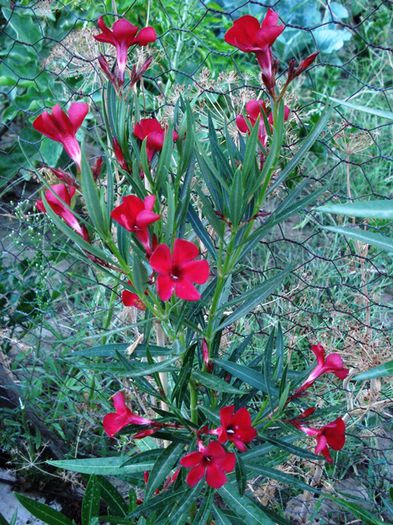 florile lunii august (32) - leandru 2015
