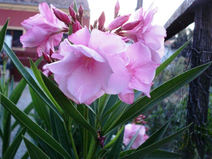 florile lunii august (34) - leandru 2015