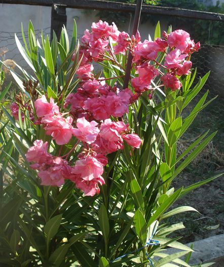 florile lunii august (35) - leandru 2015