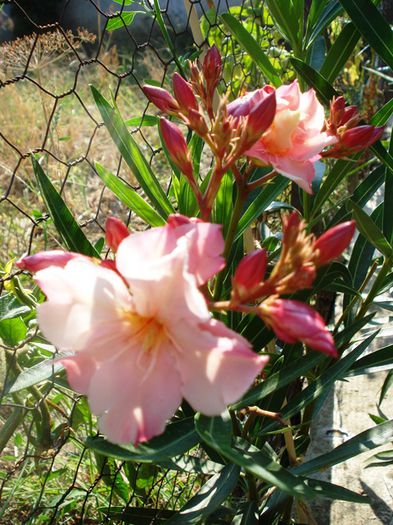 florile lunii august (38) - leandru 2015