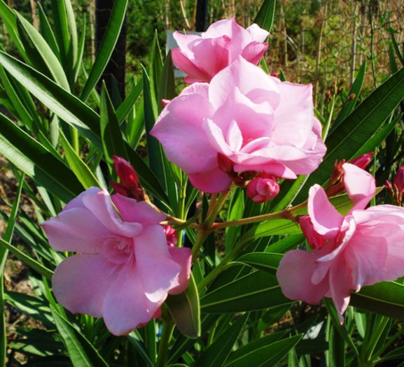 florile lunii august (39) - leandru 2015