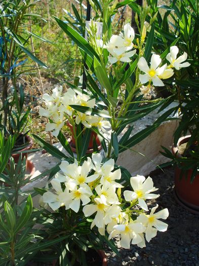 florile lunii august (40) - leandru 2015