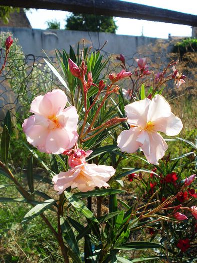 florile lunii august (42) - leandru 2015