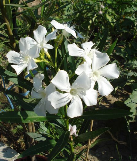 florile lunii august (43) - leandru 2015