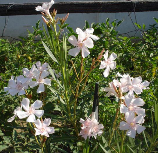florile lunii august (44) - leandru 2015
