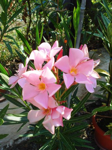 florile lunii august (45) - leandru 2015