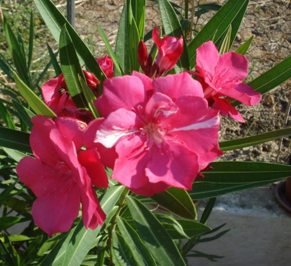 florile lunii august (46) - leandru 2015