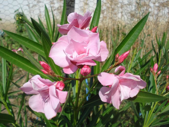 florile lunii august (48) - leandru 2015
