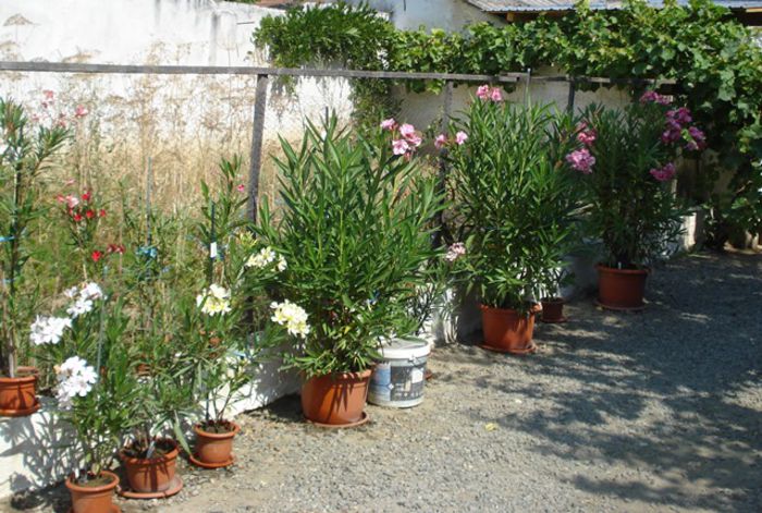 florile lunii august (50) - leandru 2015