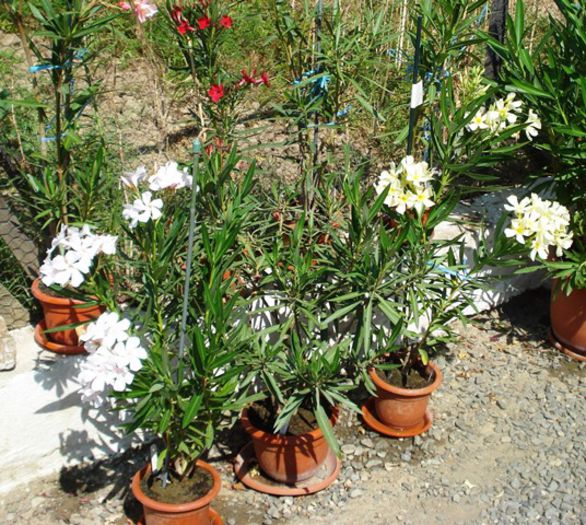 florile lunii august (52)