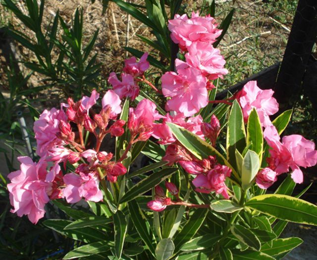 roseum plenum (4) - leandru roseum plenum variegat