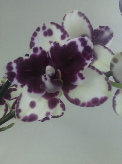 IMG_20150123_152940 - Phalaenopsis1