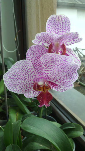 IMG_20150124_132134 - Phalaenopsis1